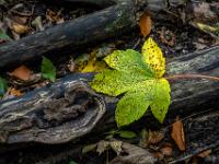 Geflecktes grüngelbes Ahornblatt auf totem Ast am Waldboden